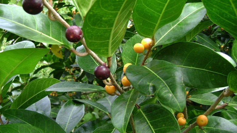Cây Sung bầu. Ficus tinctoria Forst. f. subsp. gibbosa - Cây Thuốc Nam Quanh Ta